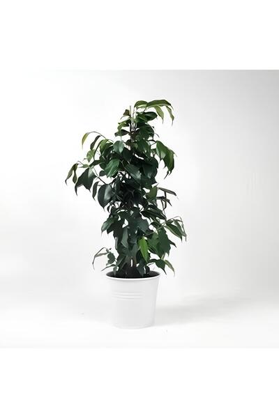 Bitkim Sende Videolu Benjamin Ficus Bitkisi 1 Adet Saksılı/ Tüplü 80-110cm Iç Mekan Salon Ofis Bitkisi