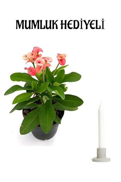 Bitkim Sende Pembe Renk Milli Dikenler Tacı(Euphorbia) Çiçeği Sevgililer Günü...