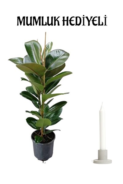 Bitkim Sende Geniş Yapraklı Kauçuk Bitkisi Sevgililer Gününe Özel Mumluk HEDİ...