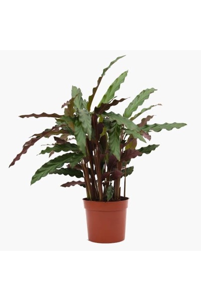FİDEİSTE Calathea Rufibarba (Dua Çiçeği)