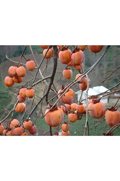YAĞMUR BOTANİK Cennet Elması Kakolu 2 Yaş Tüplü