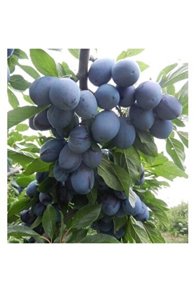 YAĞMUR BOTANİK Mürdüm Eriği Fidanı Tüplü 2yaş