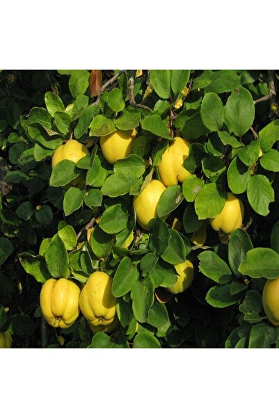 Fide Sepeti EKMEK AYVASI 2 YAŞINDA (TÜPLÜ)