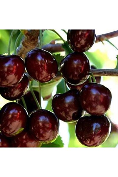 Fide Sepeti NAPOLYON KİRAZ FİDANI ( TÜPLÜ ) 2 YAŞ