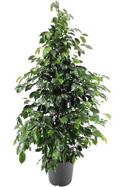Bitkim Sende Videolu Benjamin Ficus Bitkisi 1 Adet Saksılı/ Tüplü 80-110cm Iç...