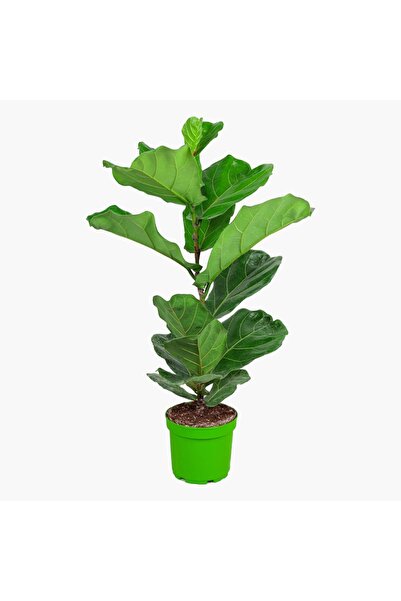 The Best Online Keman Yapraklı Kauçuk Bitkisi +60 cm