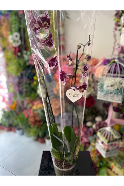 KÜBRA Orkide Çift Dal