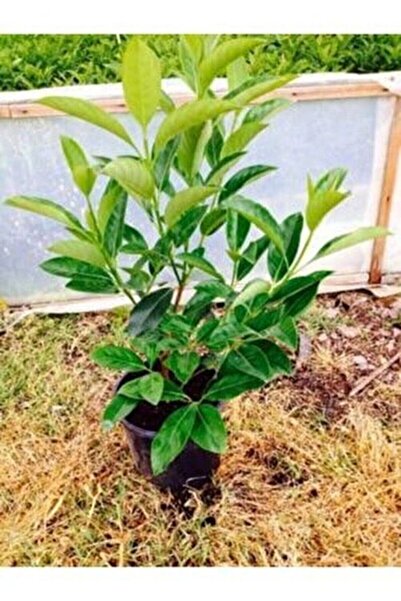 YAĞMUR BOTANİK Kartopu Çit Bitkisi Saksılı 40-50 cm