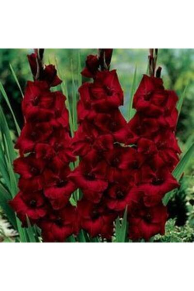 LOBELYA TOHUMCULUK 5 Adet Koyu Kırmızı Renkli Glayör Çiçeği Soğanı