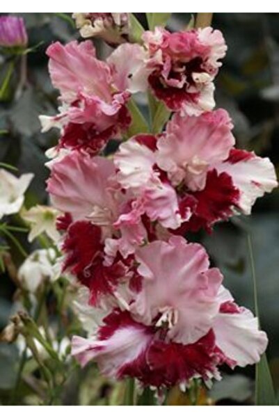 LOBELYA TOHUMCULUK Bordo  Fırfırlı Glayör Çiçeği Soğanı