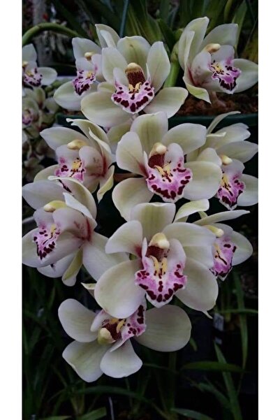 GARDENYA TOHUMCULUK 10 Adet Vanilya Renk Orkide Çiçek Tohumu