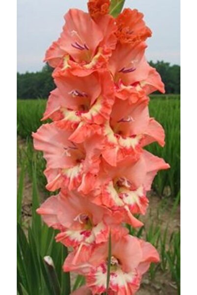 LOBELYA TOHUMCULUK 5 Adet Pudra Renkli Fırfırlı Glayör Çiçeği Soğanı