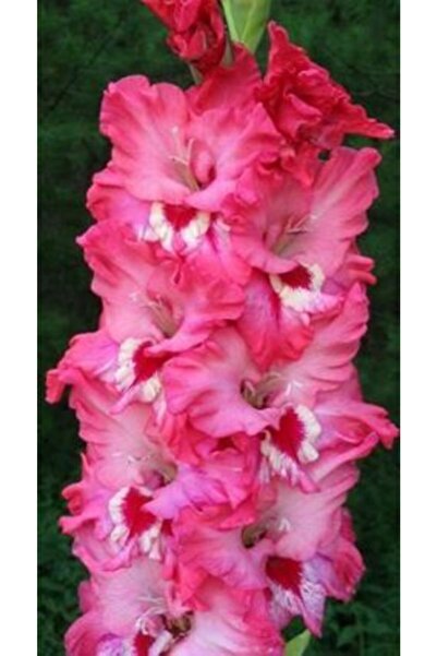 LOBELYA TOHUMCULUK 3 Adet Özel Pembe Renkli Fırfırlı Glayör Çiçeği Soğanı