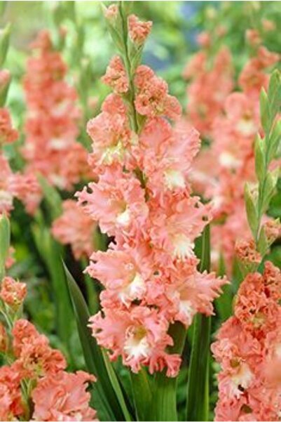 LOBELYA TOHUMCULUK 5 Adet Gül Kurusu Renkli Fırfırlı Glayör Çiçeği Soğanı