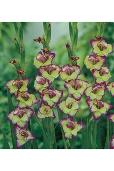 LOBELYA TOHUMCULUK Çift Renkli Glayör Çiçeği Soğanı 5 Li