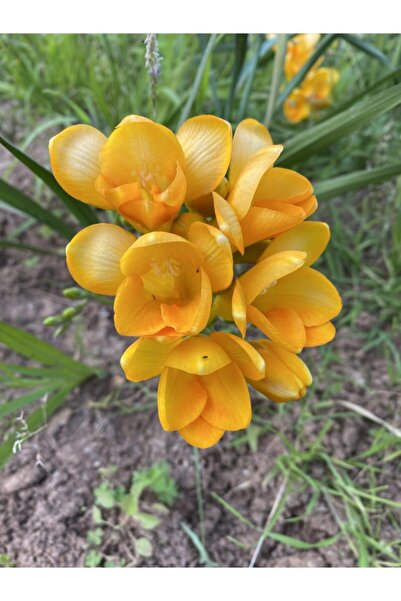 Genel Markalar 10 Adet Karışık Renk Katmerli Frezya Çiçeği Soğanı Kokulu