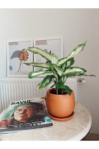 AYIŞIK Doğal Toprak Saksı