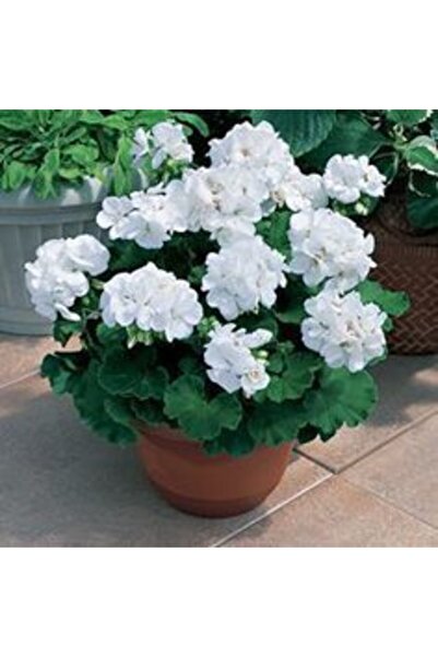 GARDENYA TOHUMCULUK 10 Adet Beyaz Sardunya Çiçek Tohumu