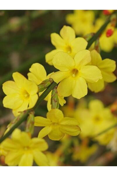 Çiçek sev Yasemin Çiçeği Sarı 40-70 Cm Saksılı