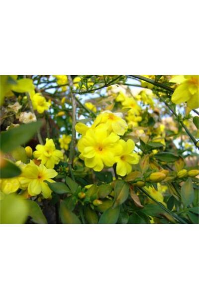 Çiçek sev Yasemin Çiçeği Sarı 40-70 Cm Saksılı