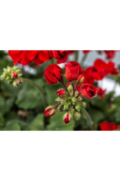 Çiçek sev Sardunya Çiçeği Kırmızı Saksılı
