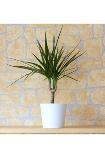 BİTKİ KARAVANI Dracena Marginata Tekli Dikim 40 Cm Özel Kutulu Gönderi̇m