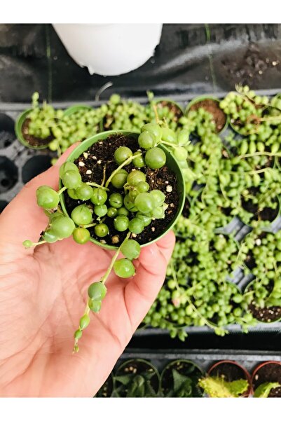 foliumbotanik Tesbih Çiçeği