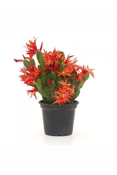 Bitkim Sende Videolu Kırmızı Yılbaşı Çiçeği Fidanı 1 Adet Saksıl 10-20cm Iç M...