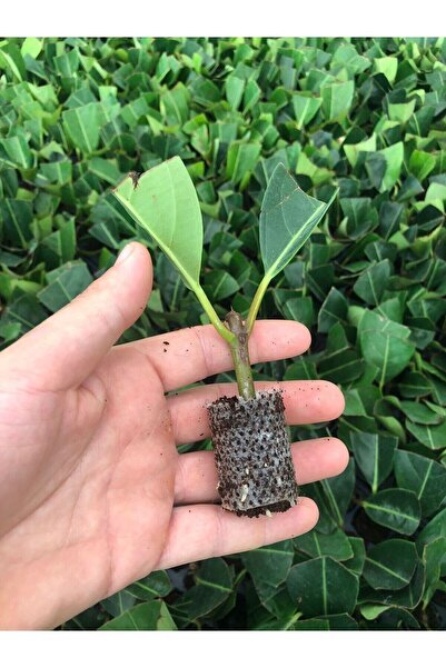 retro çiçekçilik 10 Adet Yağlı Yapraklı Kartopu Bitkisi Fidesi Viburnum Tinus Dış Mekan Çit