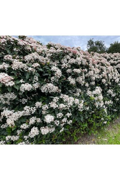 retro çiçekçilik 10 Adet Yağlı Yapraklı Kartopu Bitkisi Fidesi Viburnum Tinus Dış Mekan Çit