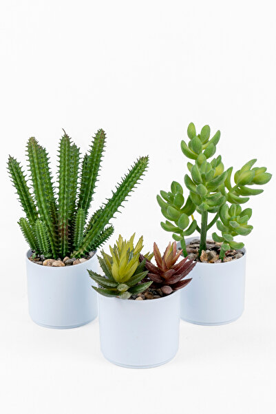 YAPAY ÇİÇEKÇİNİZ Beyaz Renkli Saksıda Yapay Kaktüs Sukulent