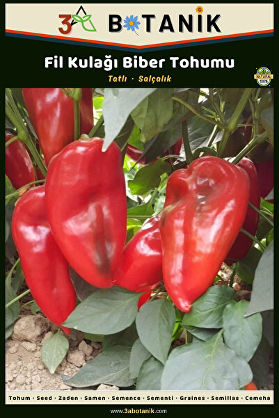 3A BOTANİK Fil Kulağı Biber Tohumu, Yerli ve Sürdürülebilir Tohum, 5 Gram Bib...