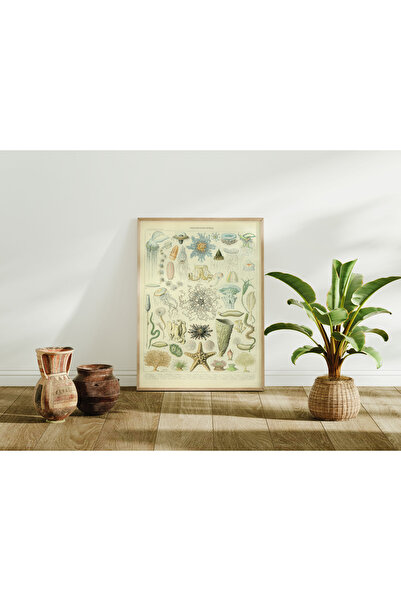 Pegziz Deniz Canlıları Vintage Sanatsal Poster 50x70cm.