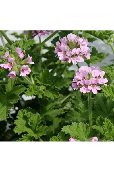 Bilgarden Grandeur Odorata Gül Kokulu Sardunya Canan Çiçeği Fidesi (2 adet)