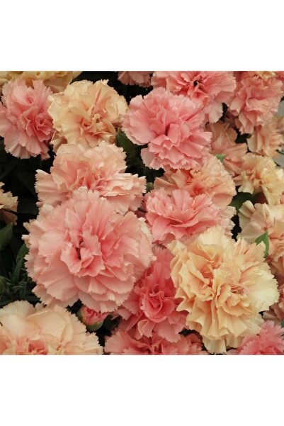 Bilgarden Nadir Kokulu Sweet Pleasure L Apricot Karanfil Çiçeği Fidesi (2 adet)