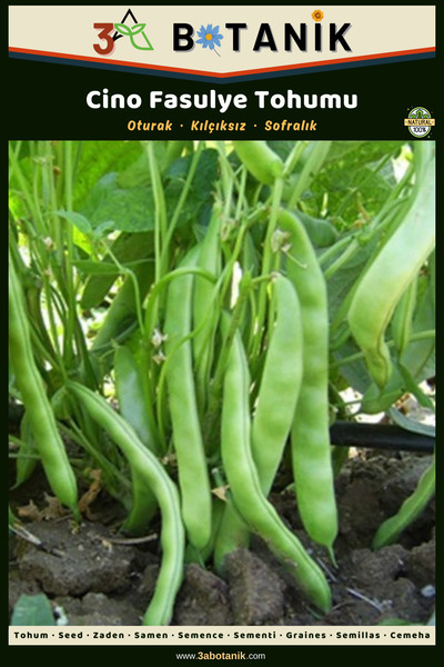 3A BOTANİK Cino Oturak Fasulye Tohumu, Yerli ve Sürdürülebilir Tohum, 10 Gram...