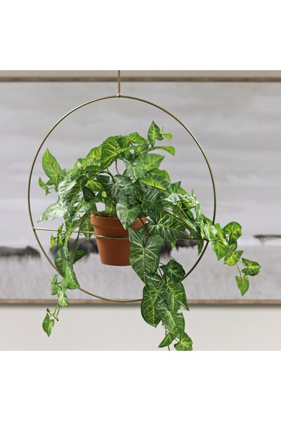Syngonium podophyllum, Arrowhead Ivy