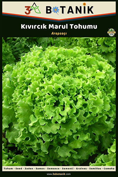 3A BOTANİK Kıvırcık Arapsaçı Marul Tohumu, Yerli ve Sürdürülebilir Tohum, 5 G...