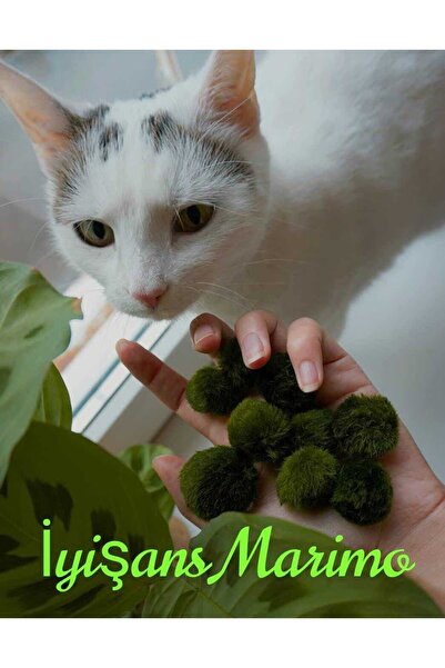İyişans Marimo Dikkat ! Hayatınıza Şans Katar. Marimo Mossball Yosun Topu (1-2cm)