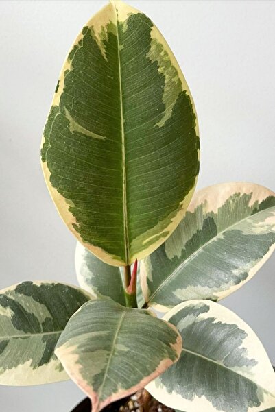 Garden Online Ficus Elastica Tineke - Sarı Alacalı Kauçuk Canlı Salon Bitkisi 80 - 100 cm