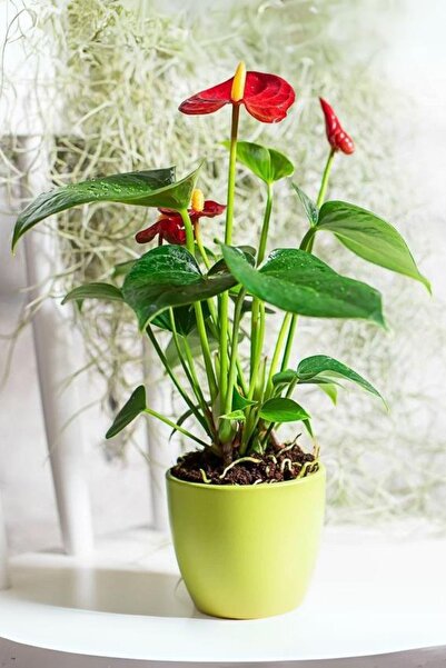 Garden Online Red Anthurium Andraeanum - Kırmızı Antoryum Flamingo Canlı Salo...
