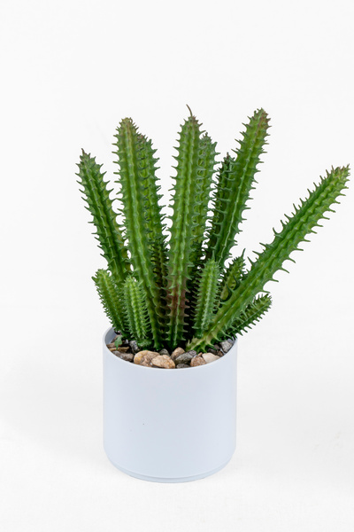 YAPAY ÇİÇEKÇİNİZ صبار صناعي عصاري في وعاء أبيض اللون