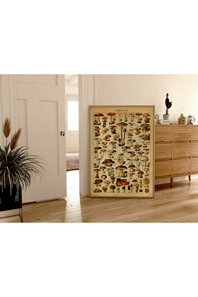 Pegziz Mantar Çeşitleri Sanatsal Poster 50x70 cm.