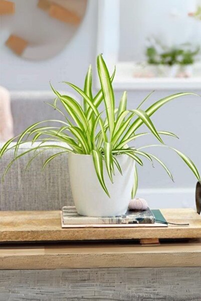 Garden Online Chlorophytum Comosum - Askılı Kurdele Çiçeği Canlı Salon Bitkisi 25 - 45 cm