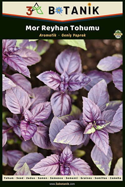 3A BOTANİK Mor Reyhan Tohumu, Yerli ve Sürdürülebilir Tohum, 2 Gram Reyhan To...