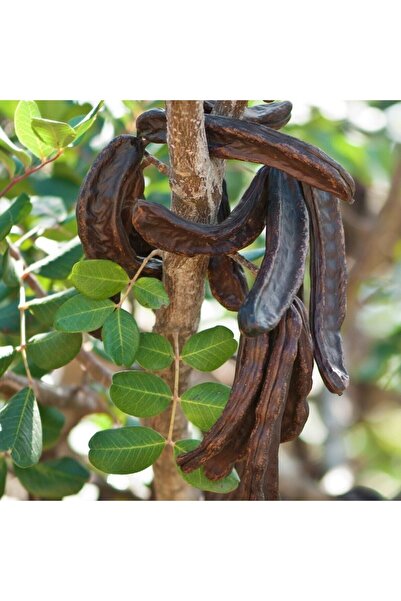 Genel Markalar Keçiboynuzu (HARNUP) 2 Yaş Tüplü 50-90 Cm