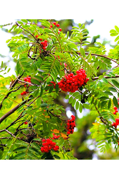 Erzurum İpekgurme Erzurum İpek Gurme Dondurulmuş Yeni Mahsul Üvez (Kara Hurma-Hırnik) 500 GR İPKG 4762