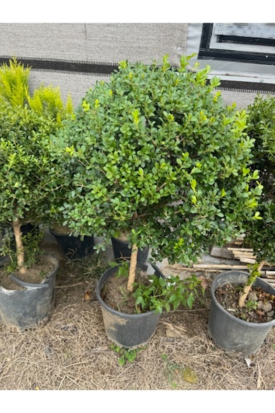 ASES BÜYÜK FORMLU ŞİMŞİR FİDANI BOY 100-120 CM