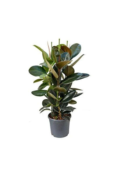 YEŞİLİMARKET Kauçuk Çiçeği 2'li 80cm. Salon Ev Ofis Çiçeği Iki Gövdeli