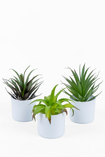 YAPAY ÇİÇEKÇİNİZ Beyaz Renkli Saksıda Yapay Kaktüs Sukulent